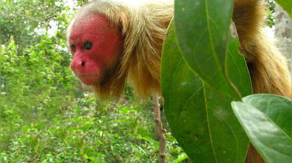 Bald uakari