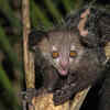 Aye-aye