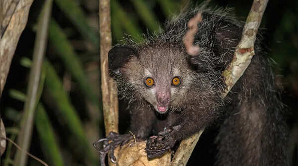 Aye-aye