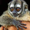 Night monkey