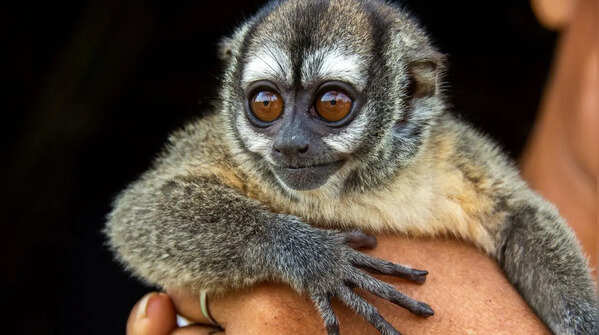 Night monkey
