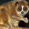 Sunda slow loris