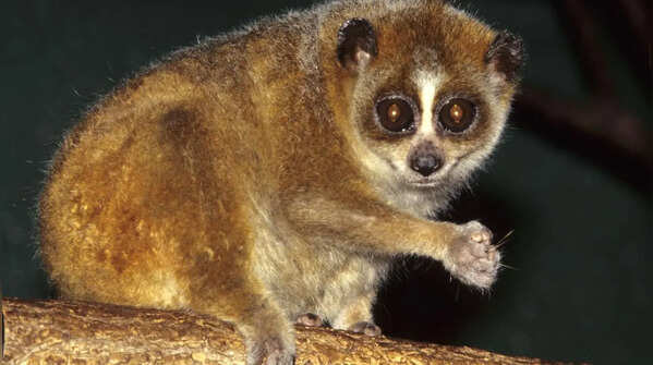 Sunda slow loris