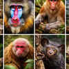Article image for: 8 most unusual monkeys in the world: From capuchins to mandrills