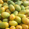 Article image for: Why exporting <i class="tbold">mango</i> is not easy