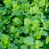 Coriander