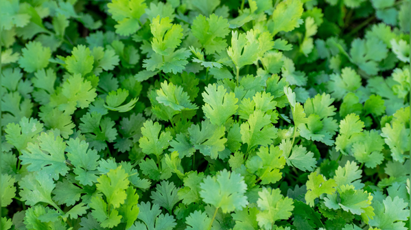 Coriander