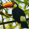 Toucan