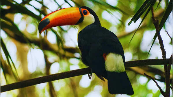 Toucan