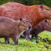 Capybara