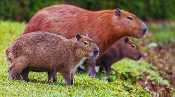 Capybara