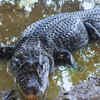 Black caiman
