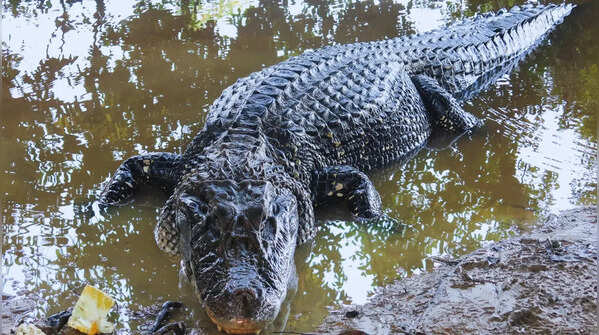 Black caiman