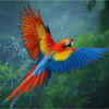 Scarlet macaw