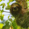 Three-toed sloth