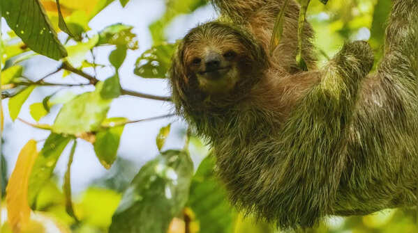 Three-toed sloth