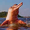 Article image for: Pink <i class="tbold">river</i> dolphin