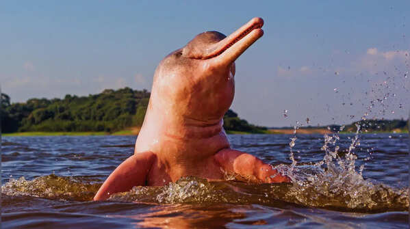 Pink river dolphin