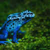 Poison dart frog