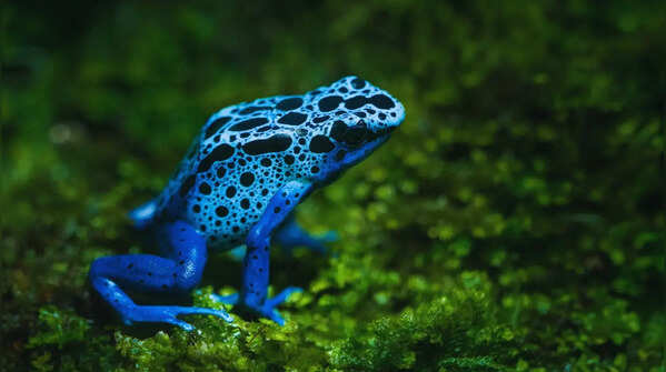 Poison dart frog