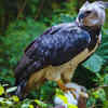Harpy eagle