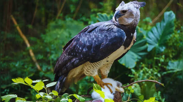 Harpy eagle