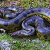 Green anaconda