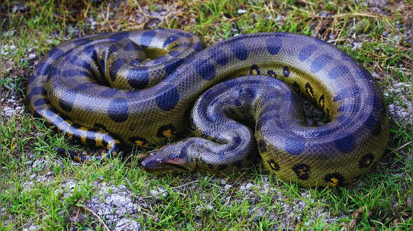 Green anaconda