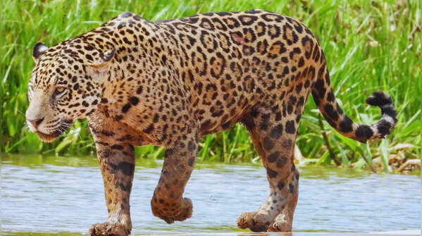 Jaguar