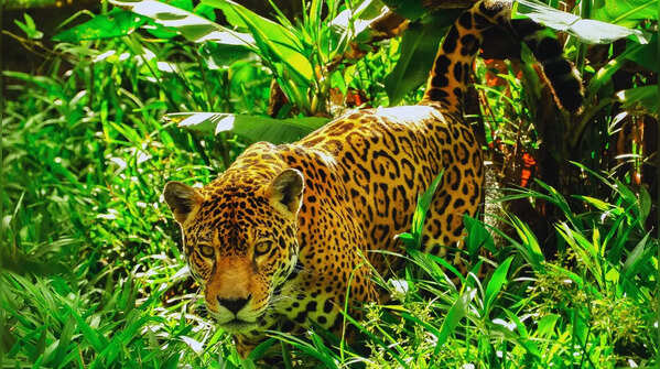 10 iconic animals from the Amazon Rainforest
