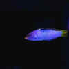 Article image for: <i class="tbold">deep</i>-sea creatures produce their own light