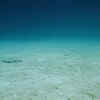 Article image for: Ocean dead zones