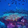 Article image for: Pressure at the bottom of the ocean is tremendous