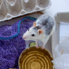 Article image for: Cakes and biscuits pulled from UK shelves over rodent contamination