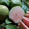 Guava