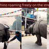 Article image for: A massive rhino urinated on the street and what a woman did is something the Internet will never forget...