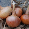 The Onion Stink