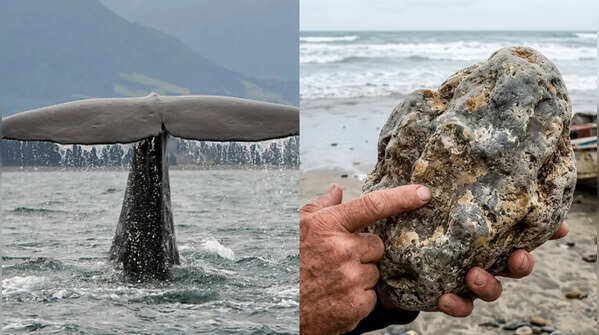 Understanding the priceless produces of marine life