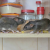 Rats are smart, adaptable, and honestly just looking for food and shelter