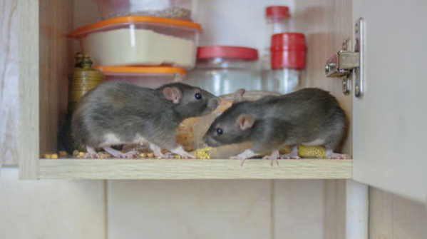 Rats are smart, adaptable, and honestly just looking for food and shelter