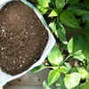 Article image for: Adjusting <i class="tbold">soil</i> mix according to plant types