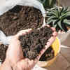 Article image for: Base <i class="tbold">soil</i>