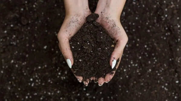 Best soil mix tips for healthy plant growth