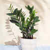 ZZ Plant: Almost invincible