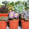 Succulents: miniature but low-maintenance