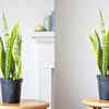 Snake Plant: Perfect survivor
