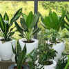 Article image for: Low-maintenance indoor plants for busy professionals; A look at the ones that actually survive