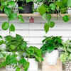 Pothos: The easy plant that beautifies