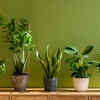 Why low maintenance plants are suitable