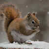 Squirrels